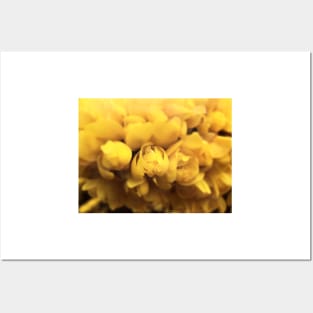 Gorse Bush Flowers (Ulex europaeus) Posters and Art